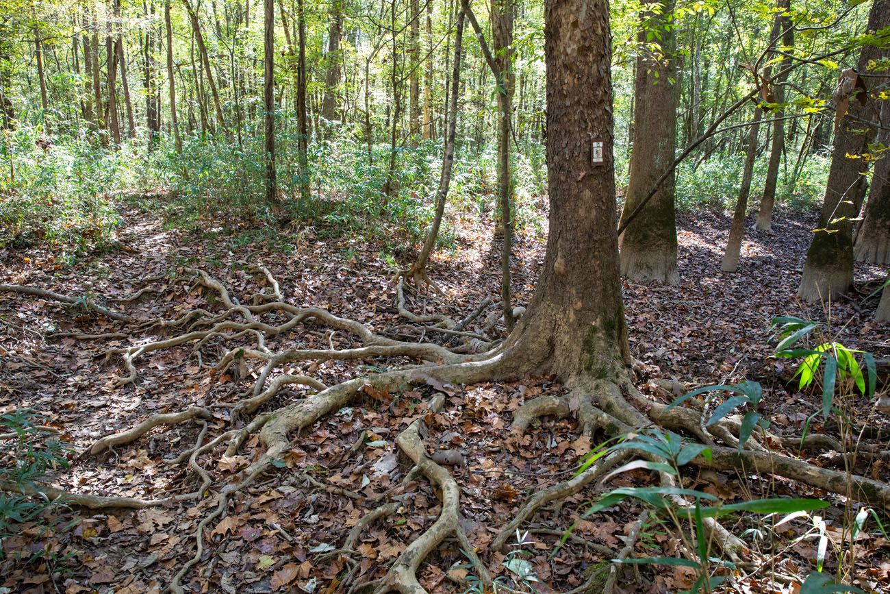 Trail Marker best things to do in Congaree