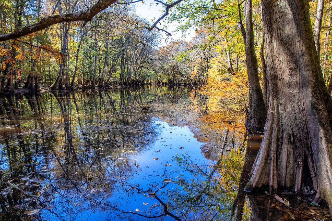 Wise Lake Congaree