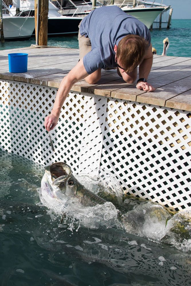 Feeding Tarpon at Robbies Florida Keys itinerary