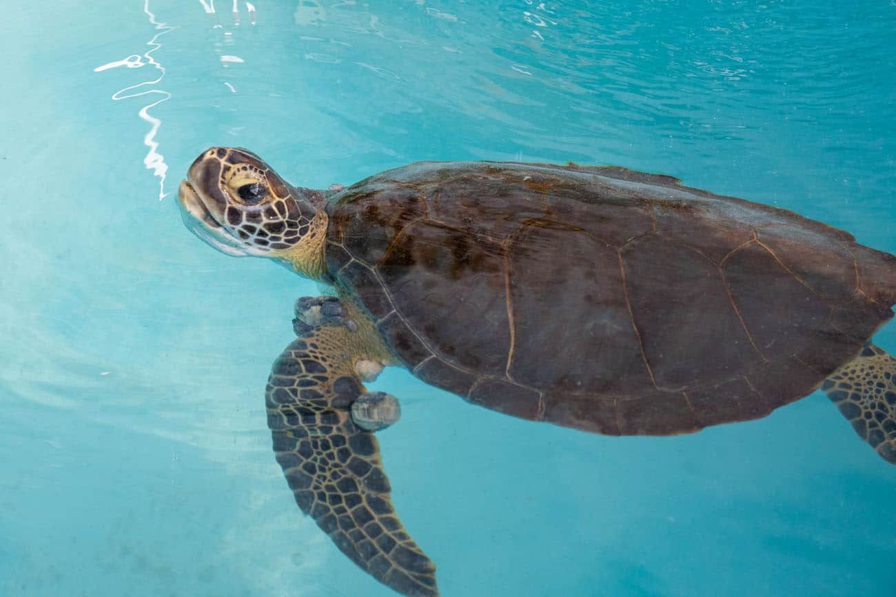 Fibropapillomatosis Sea Turtle