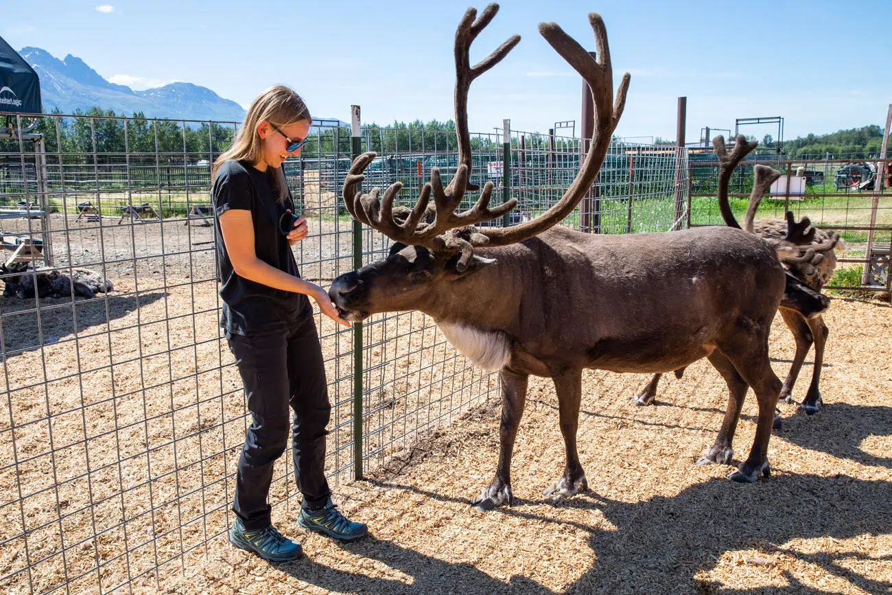 Kara Feeding Reindeer