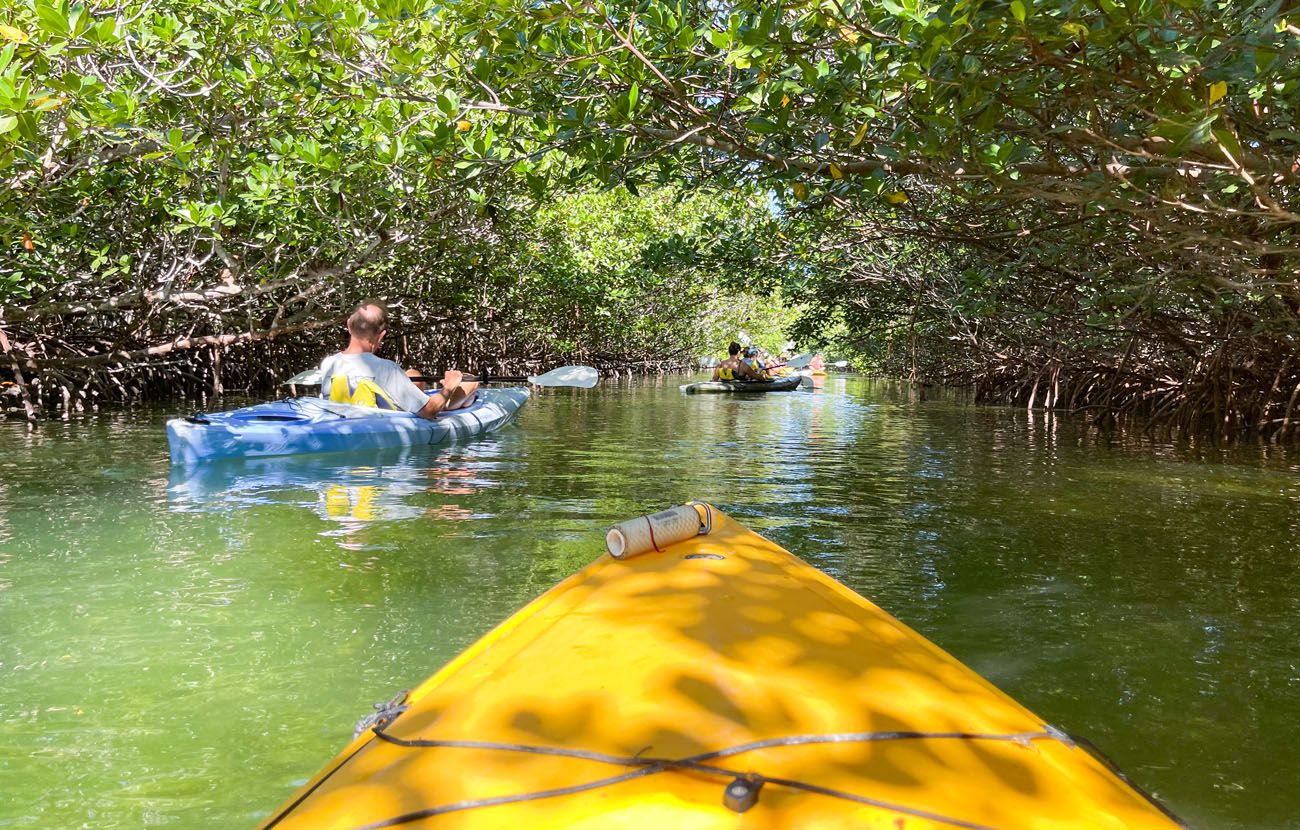 Mangrove Kayaking