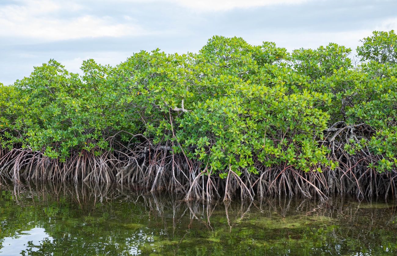 Mangrove