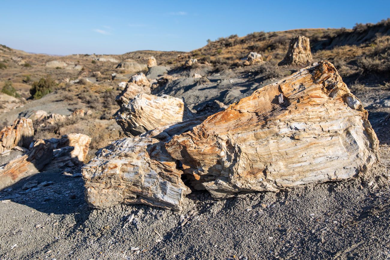 More Petrified Wood