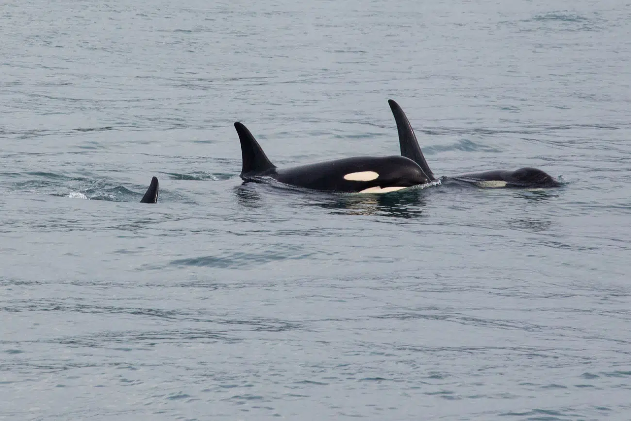 Orcas Alaska