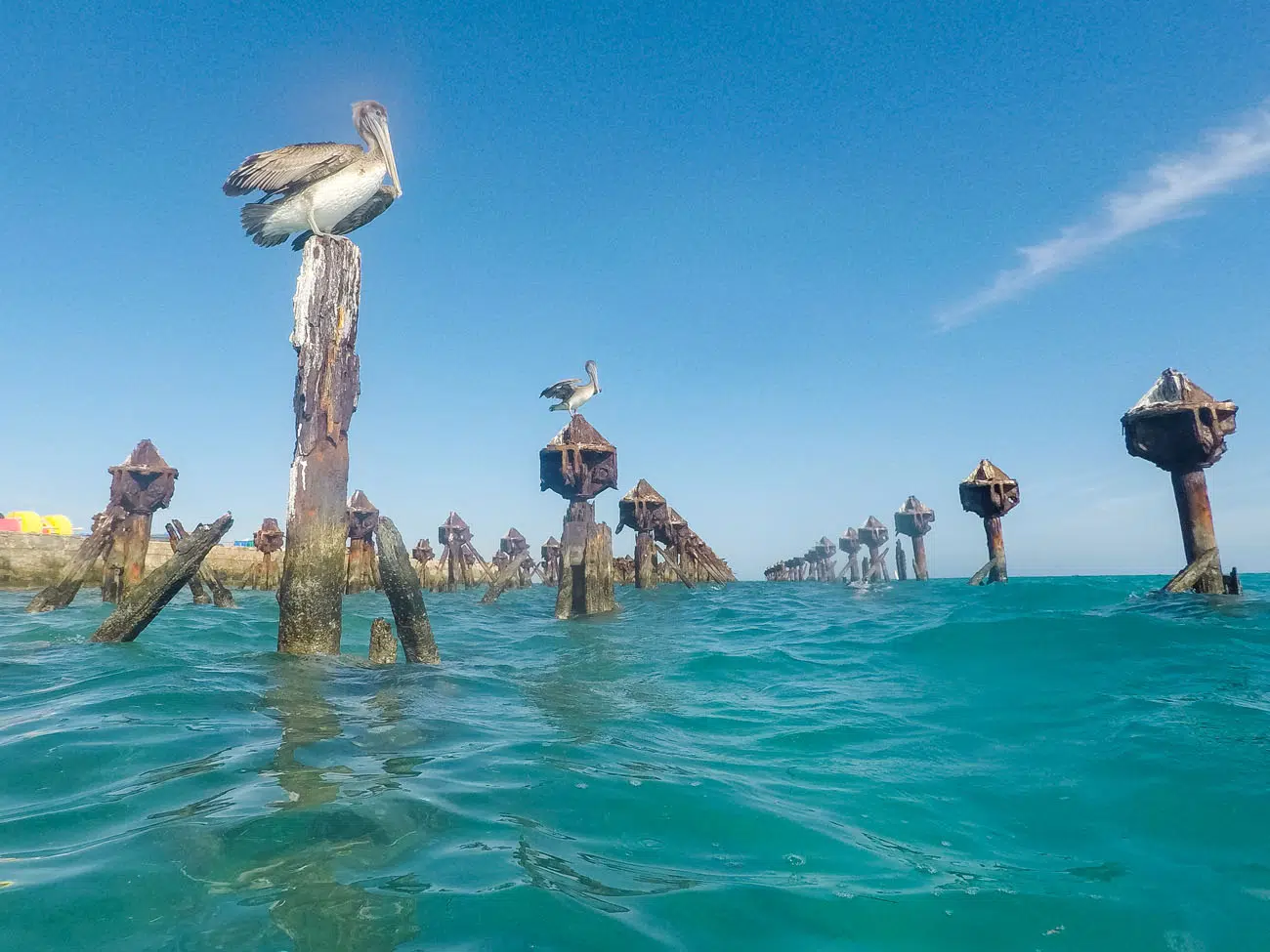 Pelican things to do in Dry Tortugas