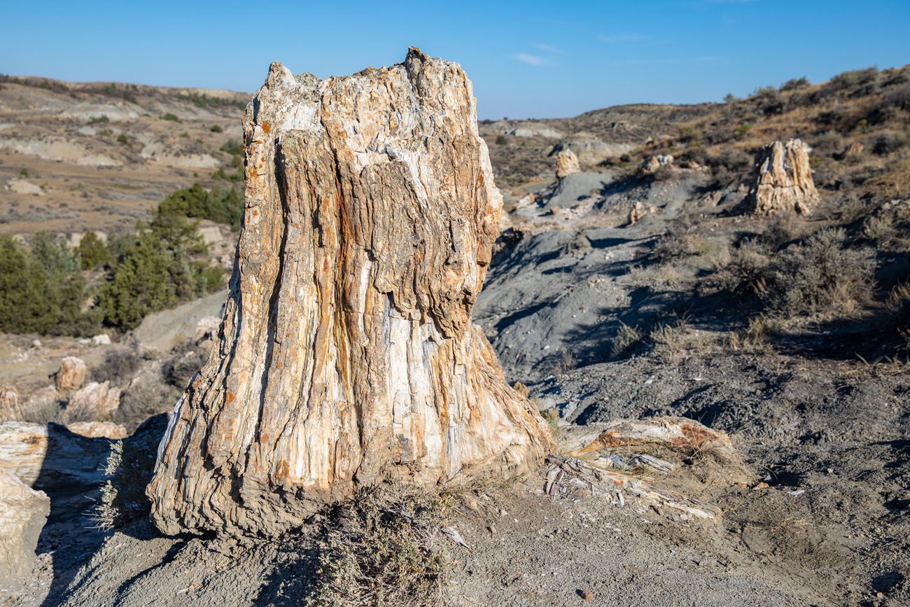 Petrified Forest Hike Photo