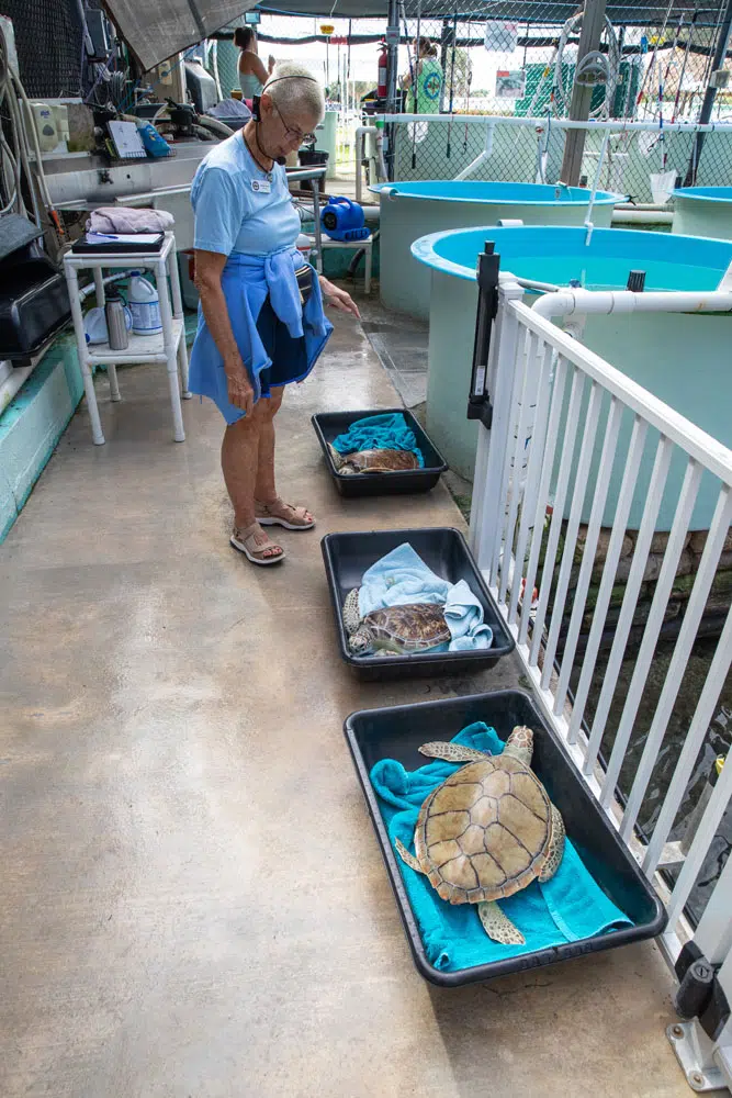 Turtle Hospital Florida Keys itinerary