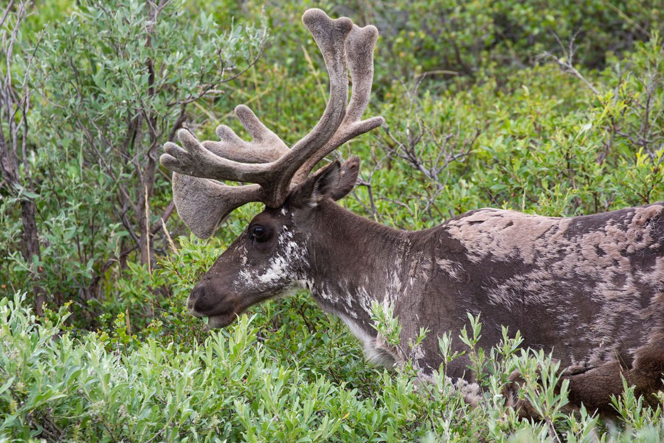 Caribou in Denali