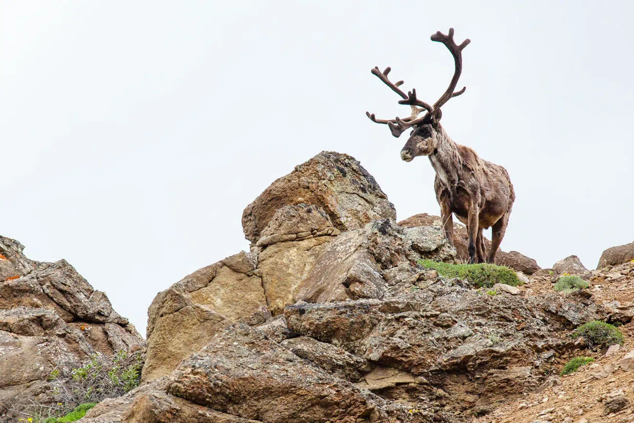 Caribou