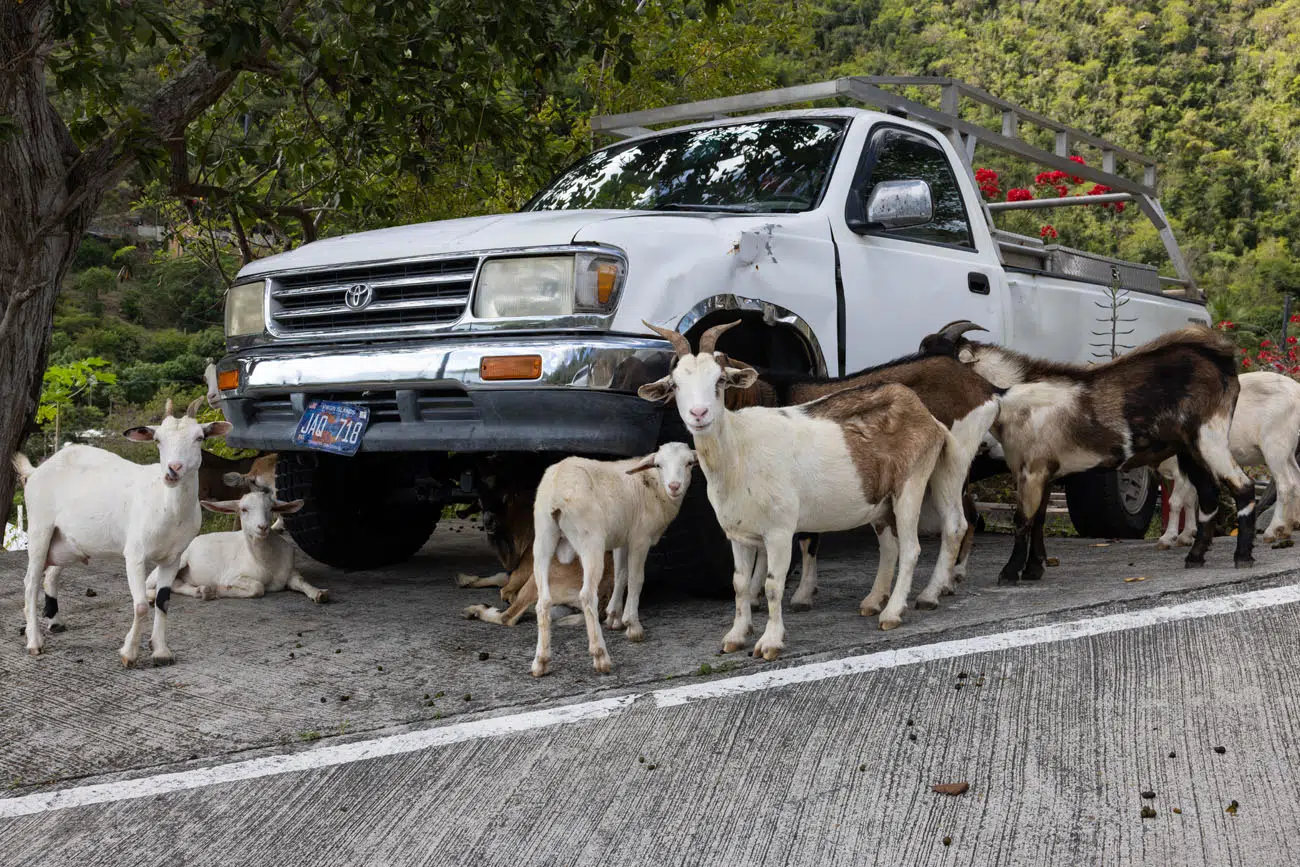 Goats on the Road