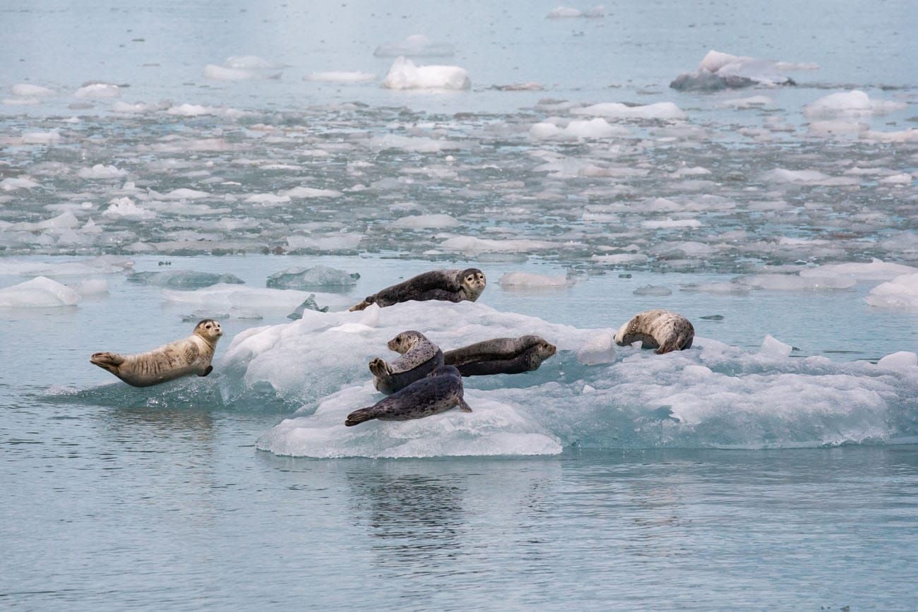 Harbor Seals