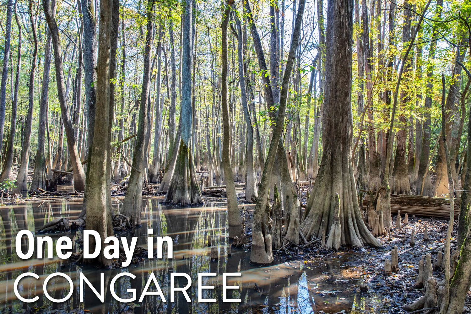 One Day in Congaree