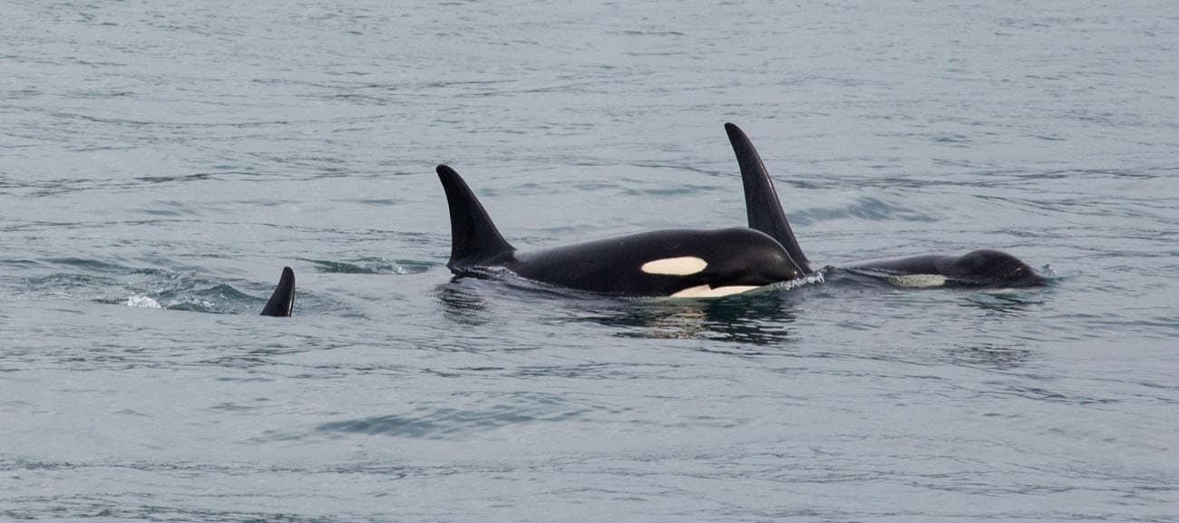 Orcas things to do in Kenai Fjords