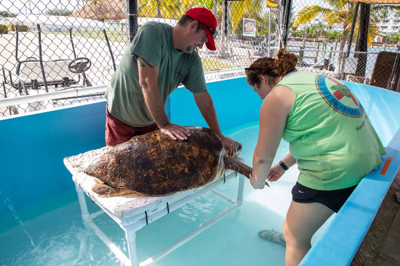 Sea Turtle Physical Therapy | Things to Do in the Florida Keys