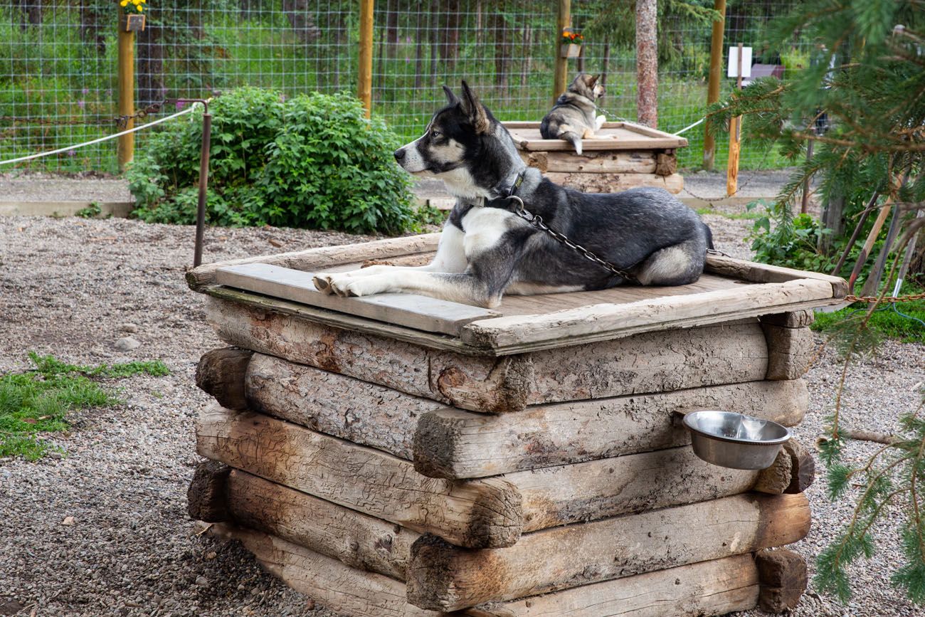 Sled Dog