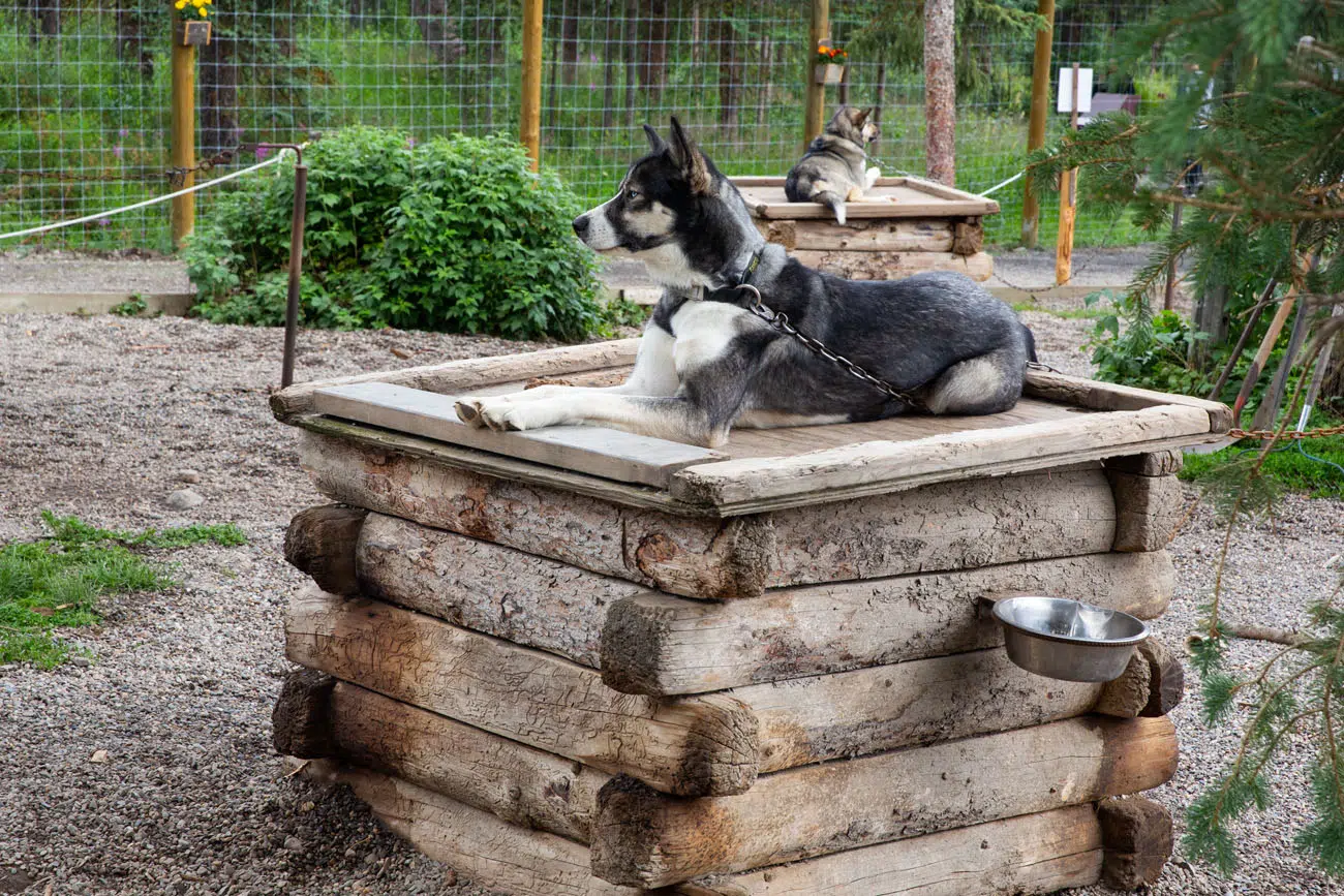 Sled Dog