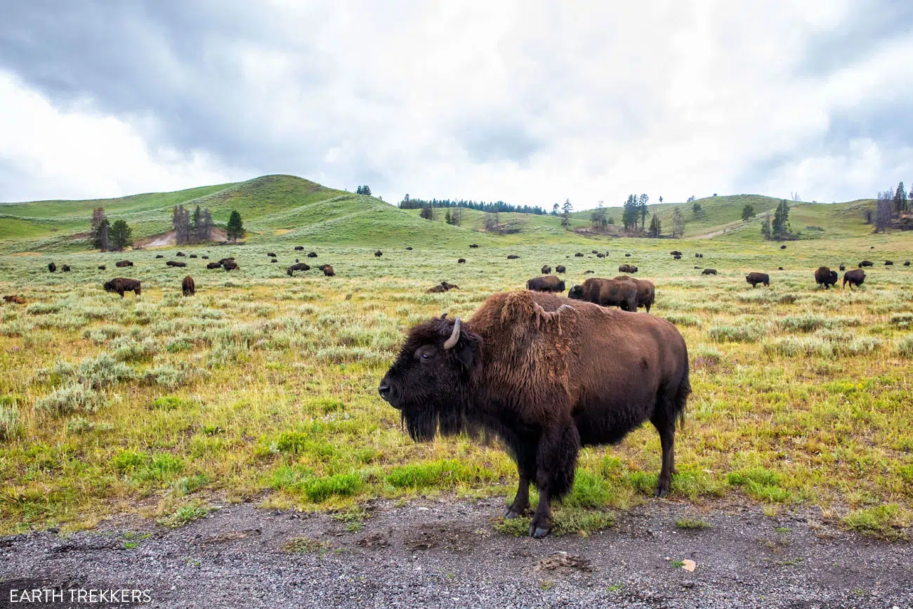 Yellowstone Bison