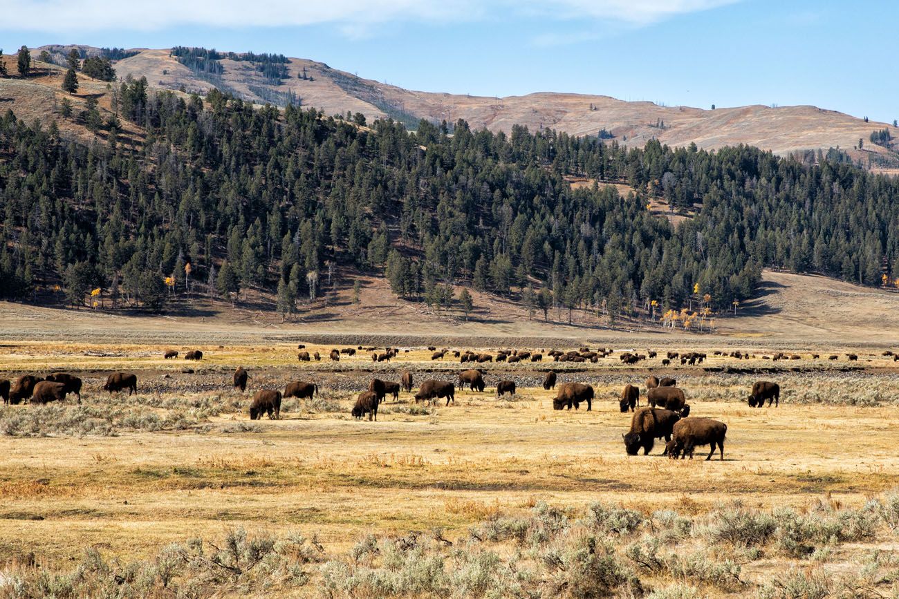 Bison Lamar Valley