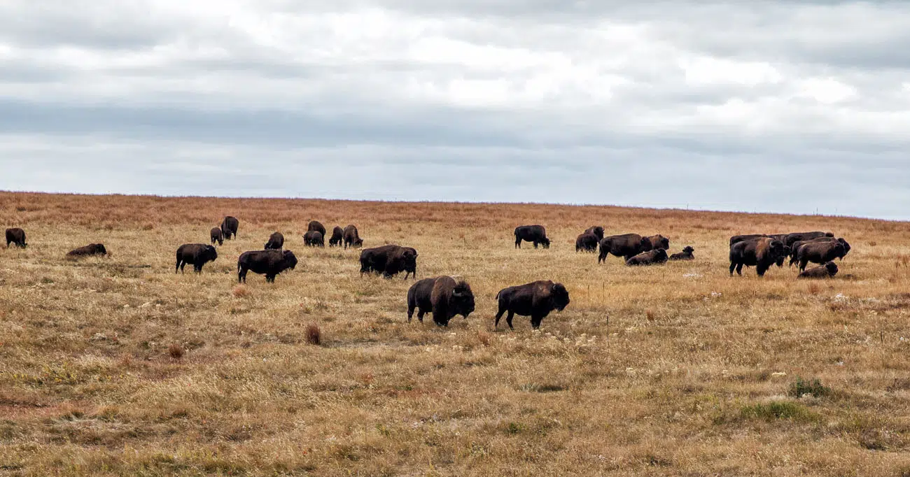 Bison Wind Cave National Park