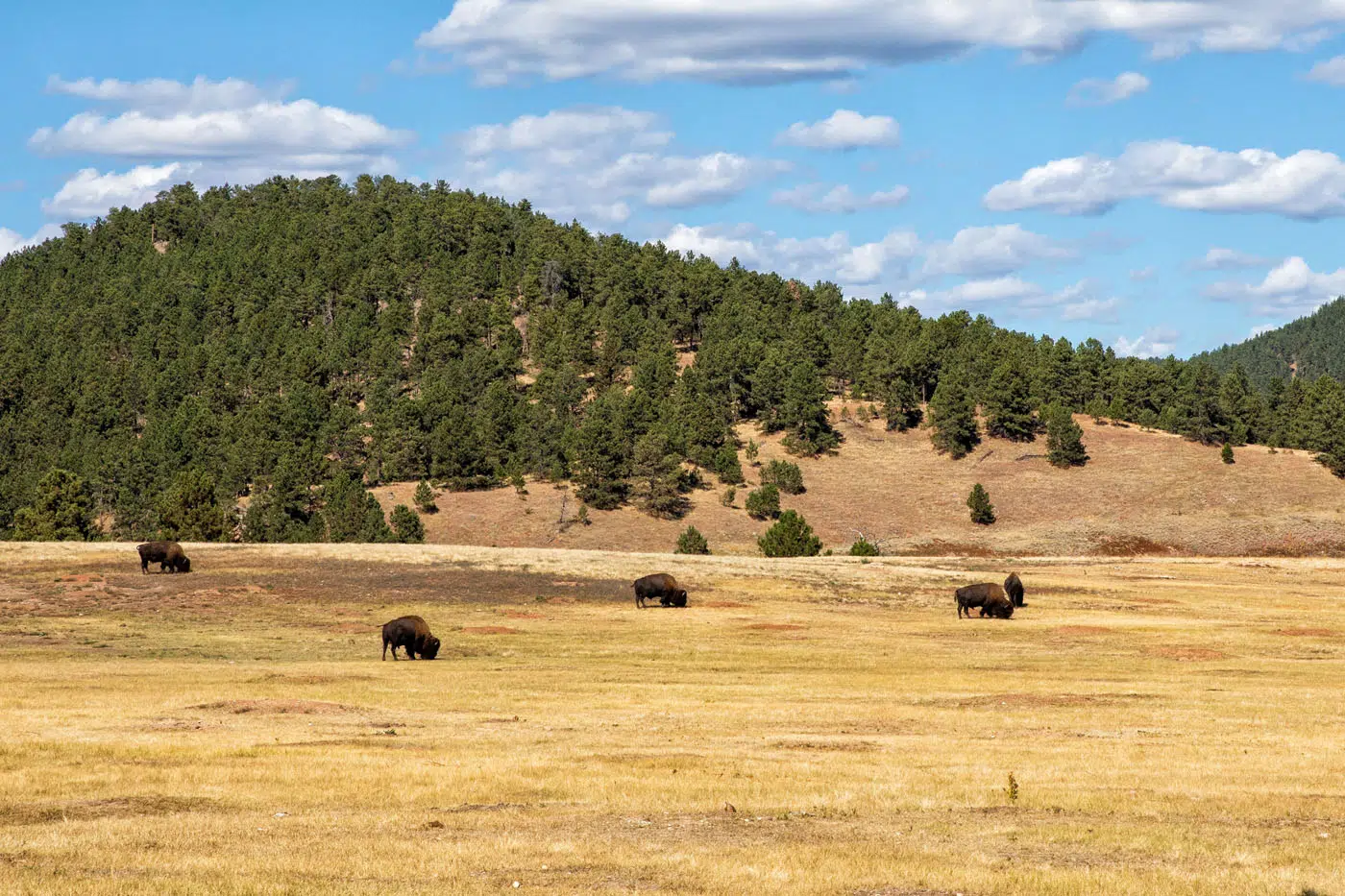 Bison in Wind Cave