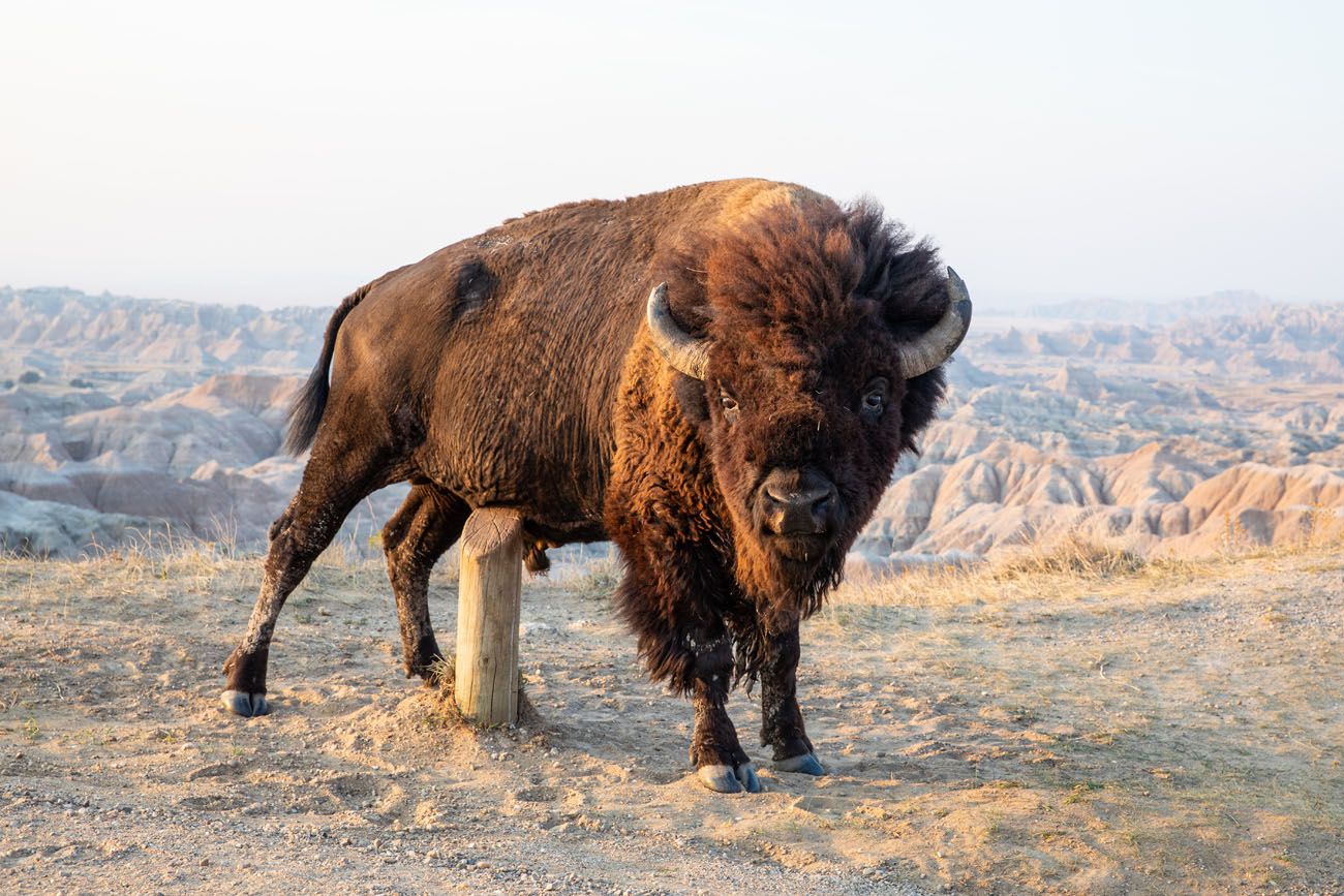 Bison