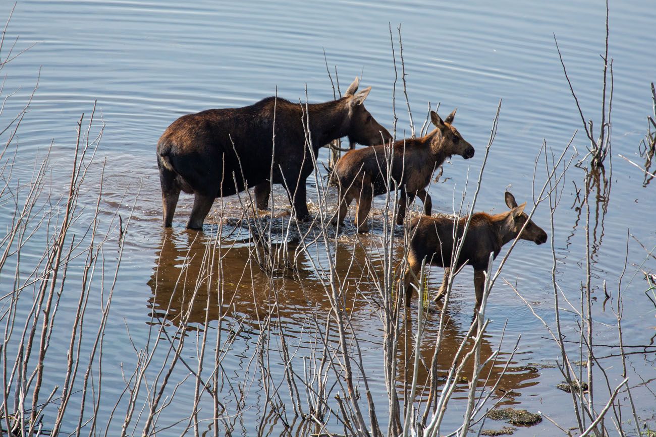 Moose along Moose Wilson Road