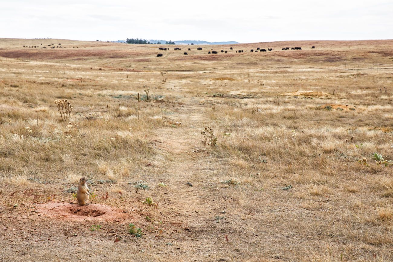 Wind Cave Prairie Dog