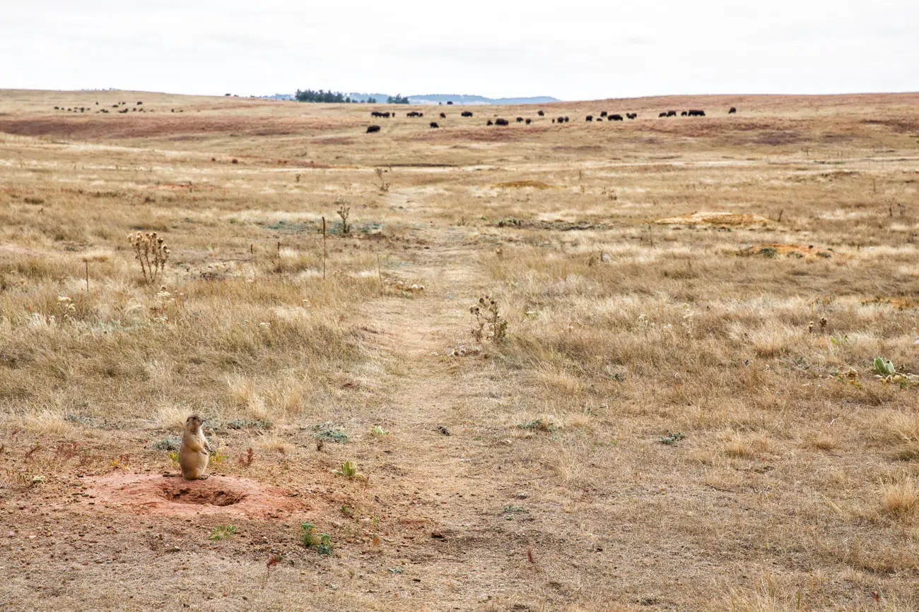 Wind Cave Prairie Dog