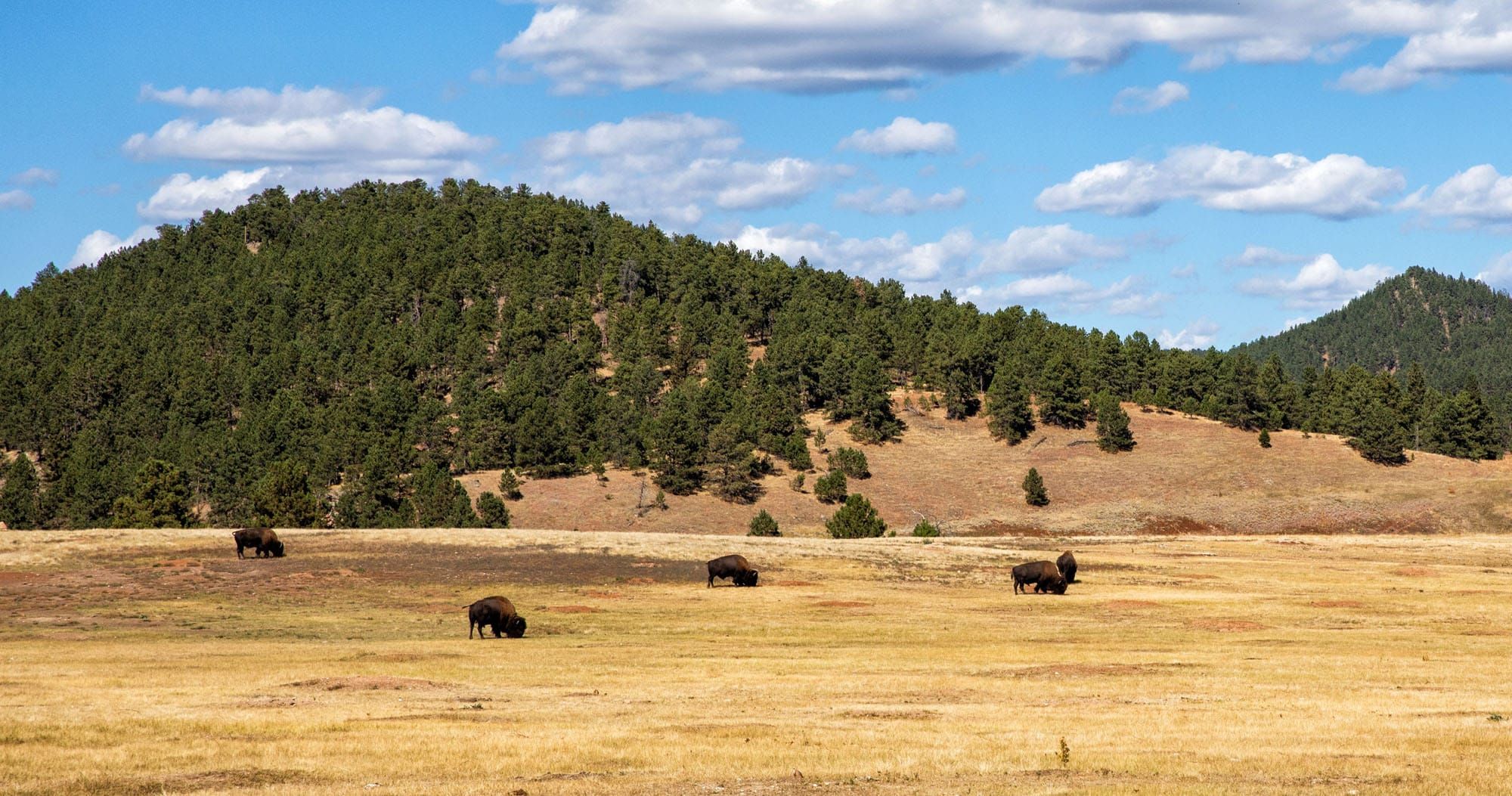 Featured image for “6 Great Things to Do in Wind Cave National Park”