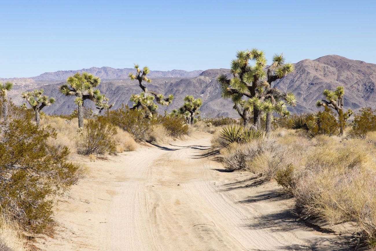 Berdoo Canyon Road Joshua Tree