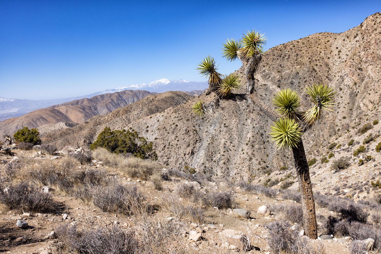 Best Views of Joshua Tree NP