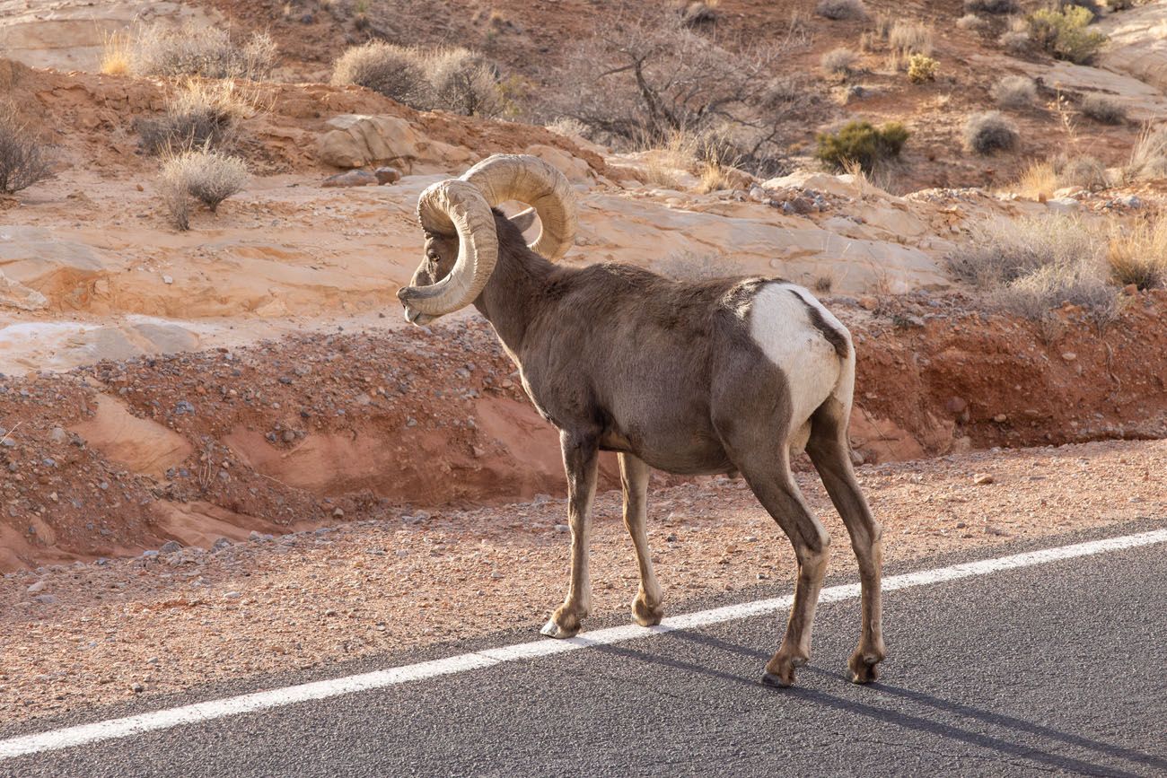 Bighorn Sheep