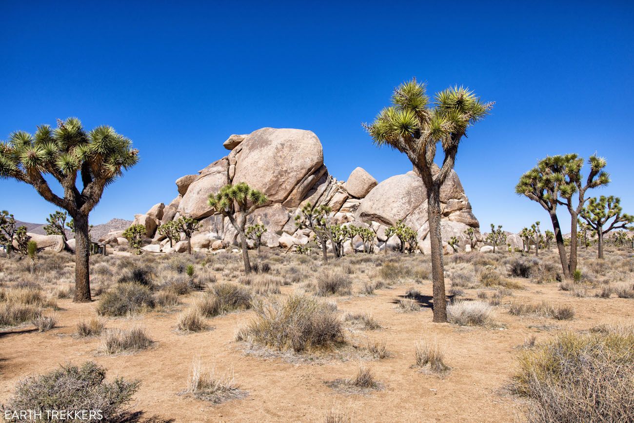 Cap Rock Nature Trail | Best National Parks in February