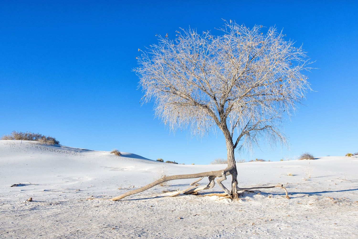 Dune Life Nature Trail Tree | Texas New Mexico road trip itinerary