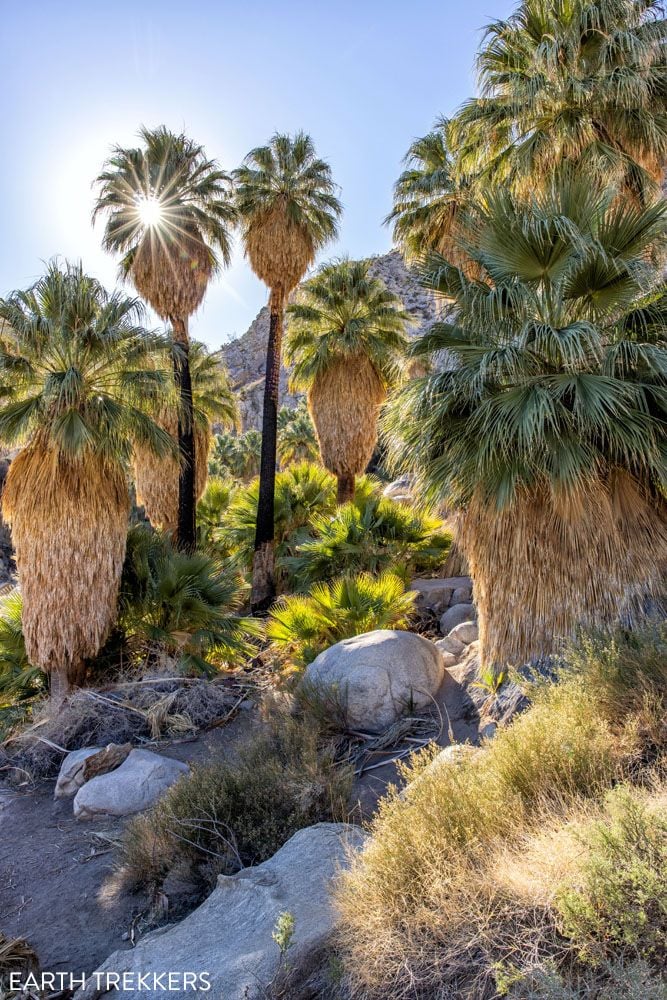 Fortynine Palms Oasis