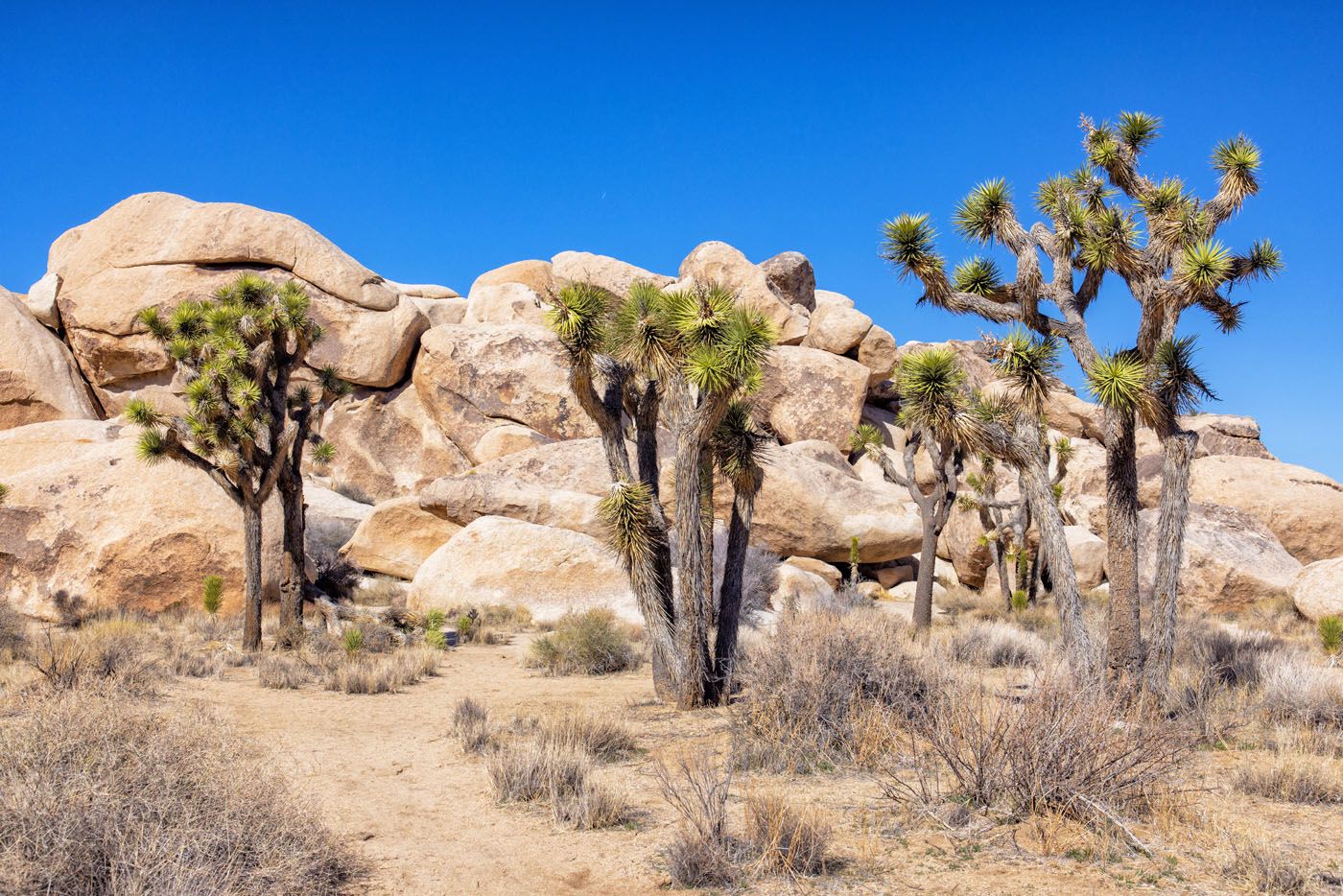 Joshua Tree National Park