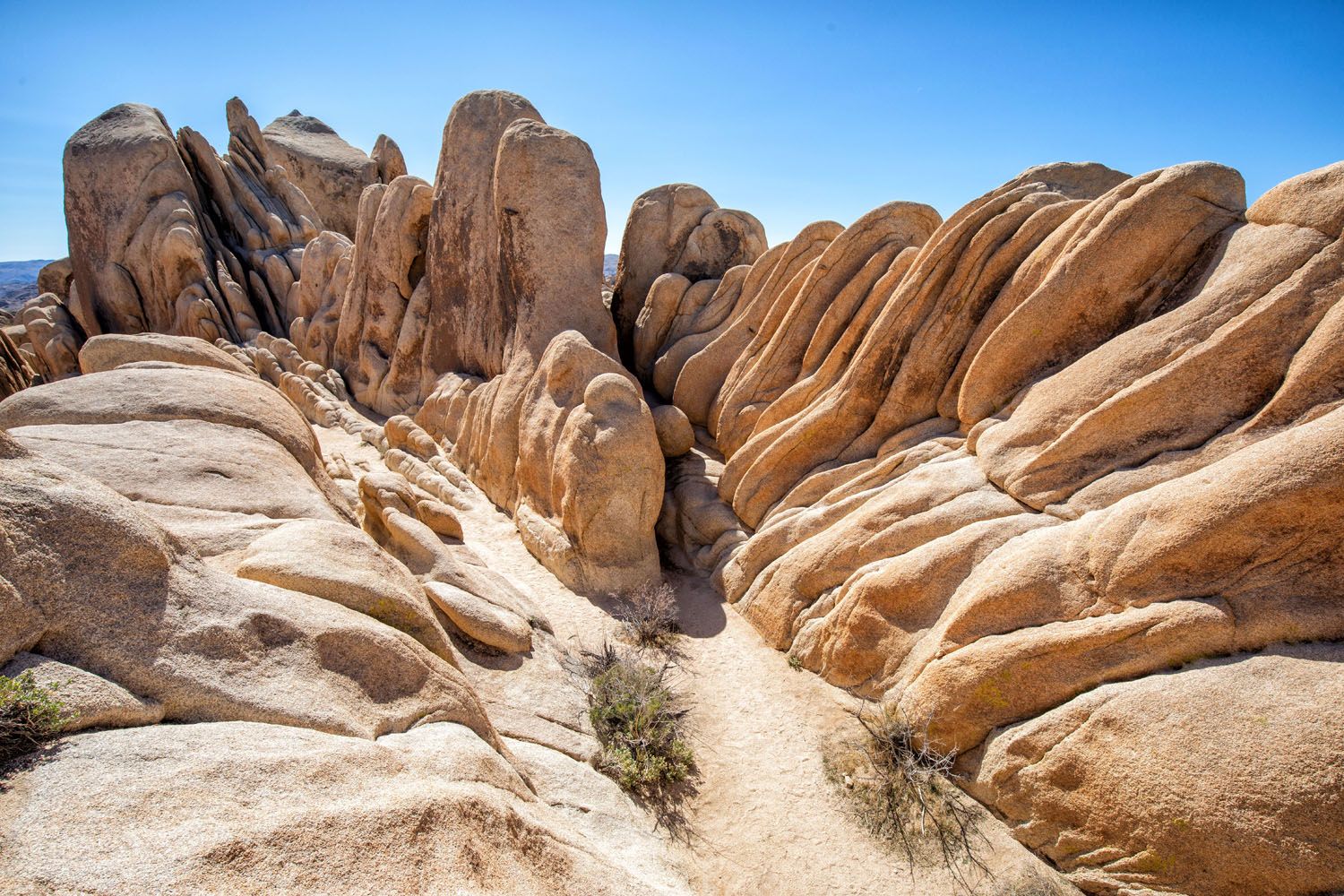 Joshua Tree National Park