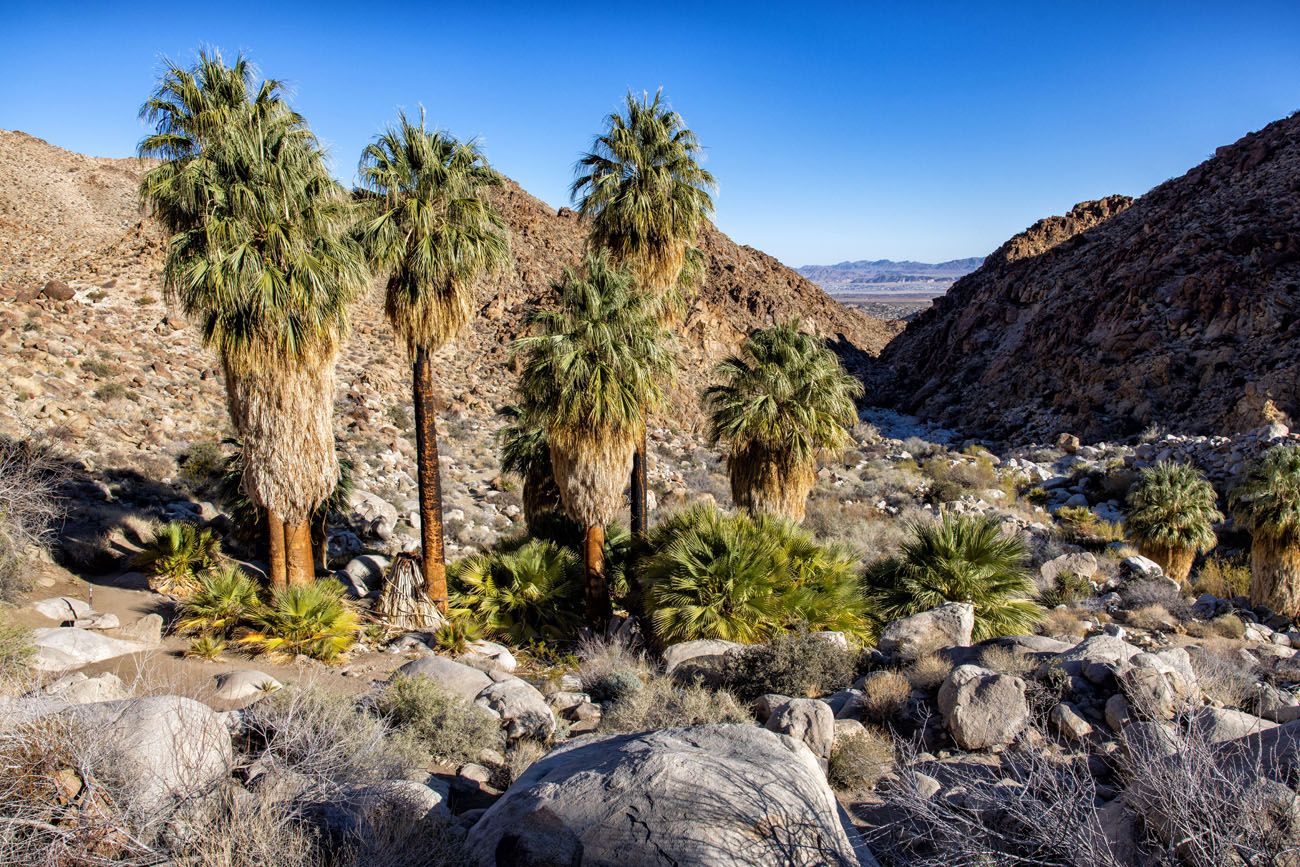 Joshua Tree Oasis