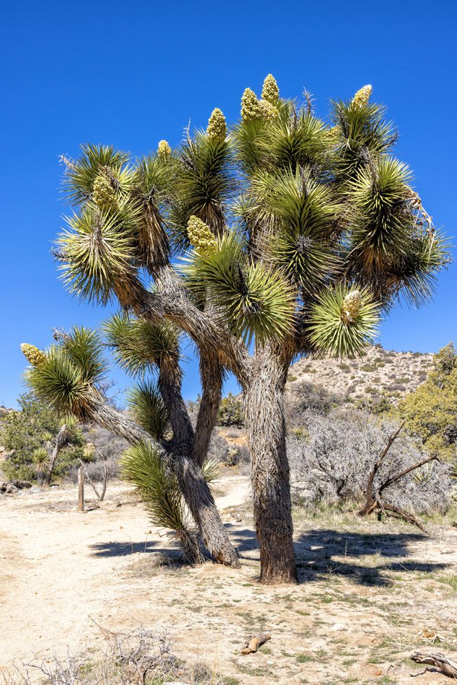 Joshua Tree Photo