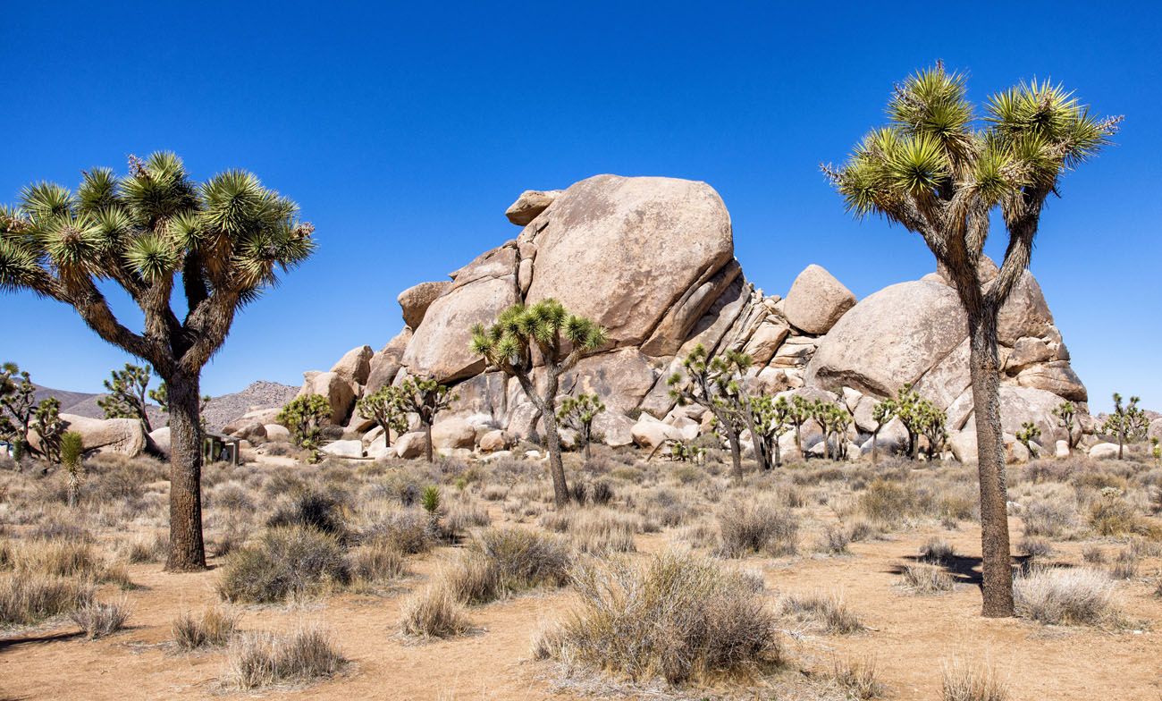 Joshua Tree