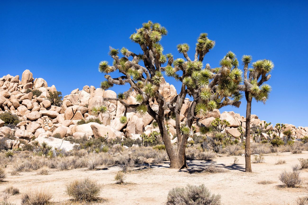 Joshua Tree