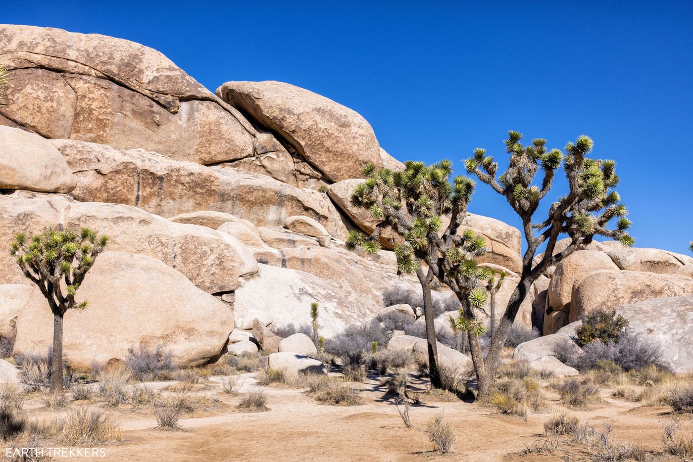 Joshua Trees