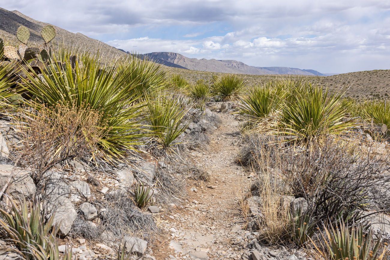 McKittrick Nature Trail Photo