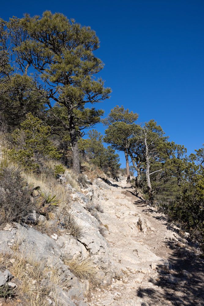 Trees on the Trail