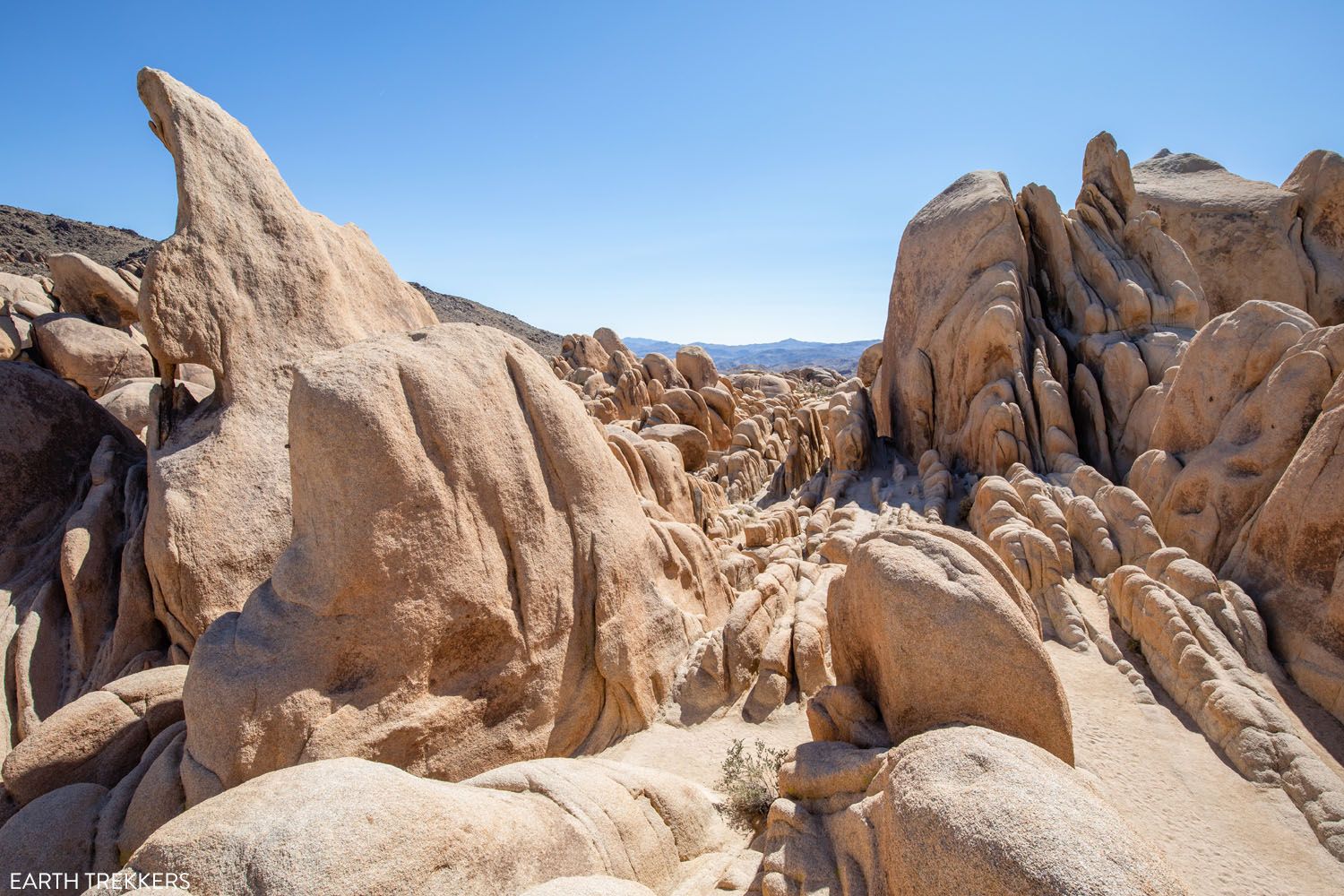 Best Hikes in Joshua Tree Photo