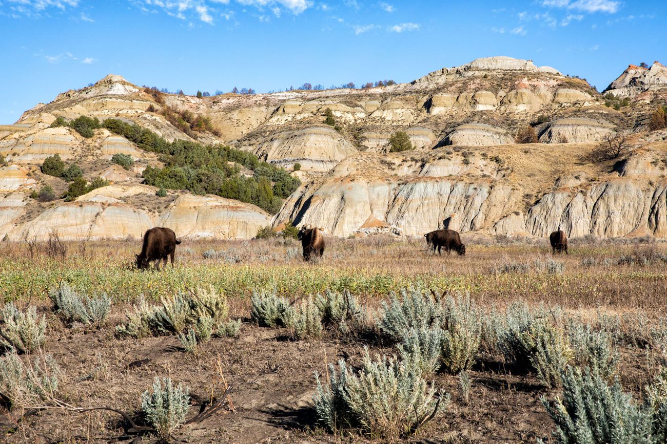 Bison Theodore Roosevelt