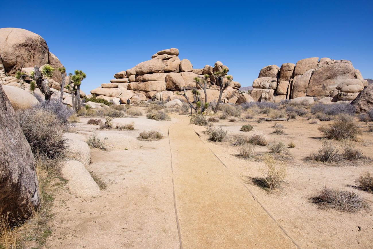 Cap Rock Nature Trail | Best hikes in Joshua Tree