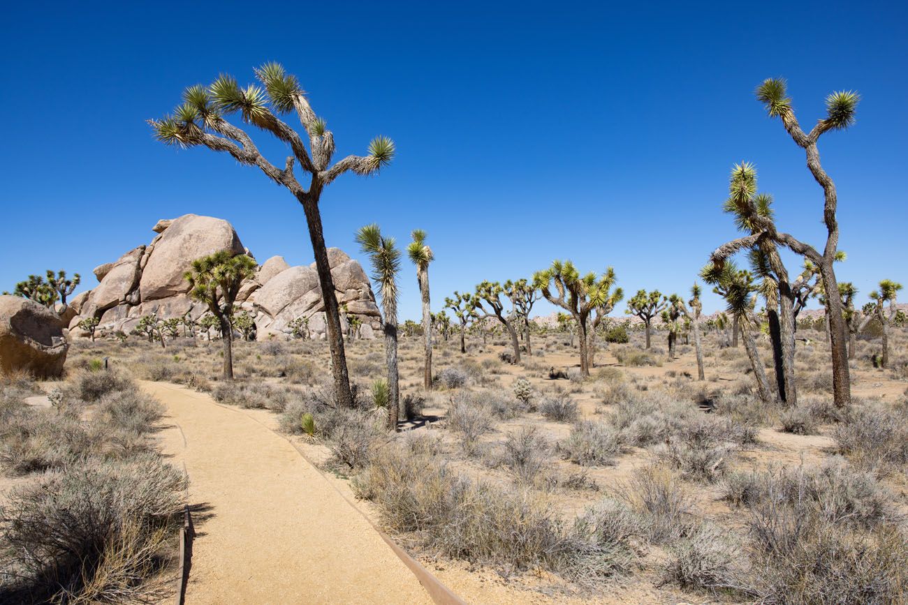 Joshua Trees | Best hikes in Joshua Tree