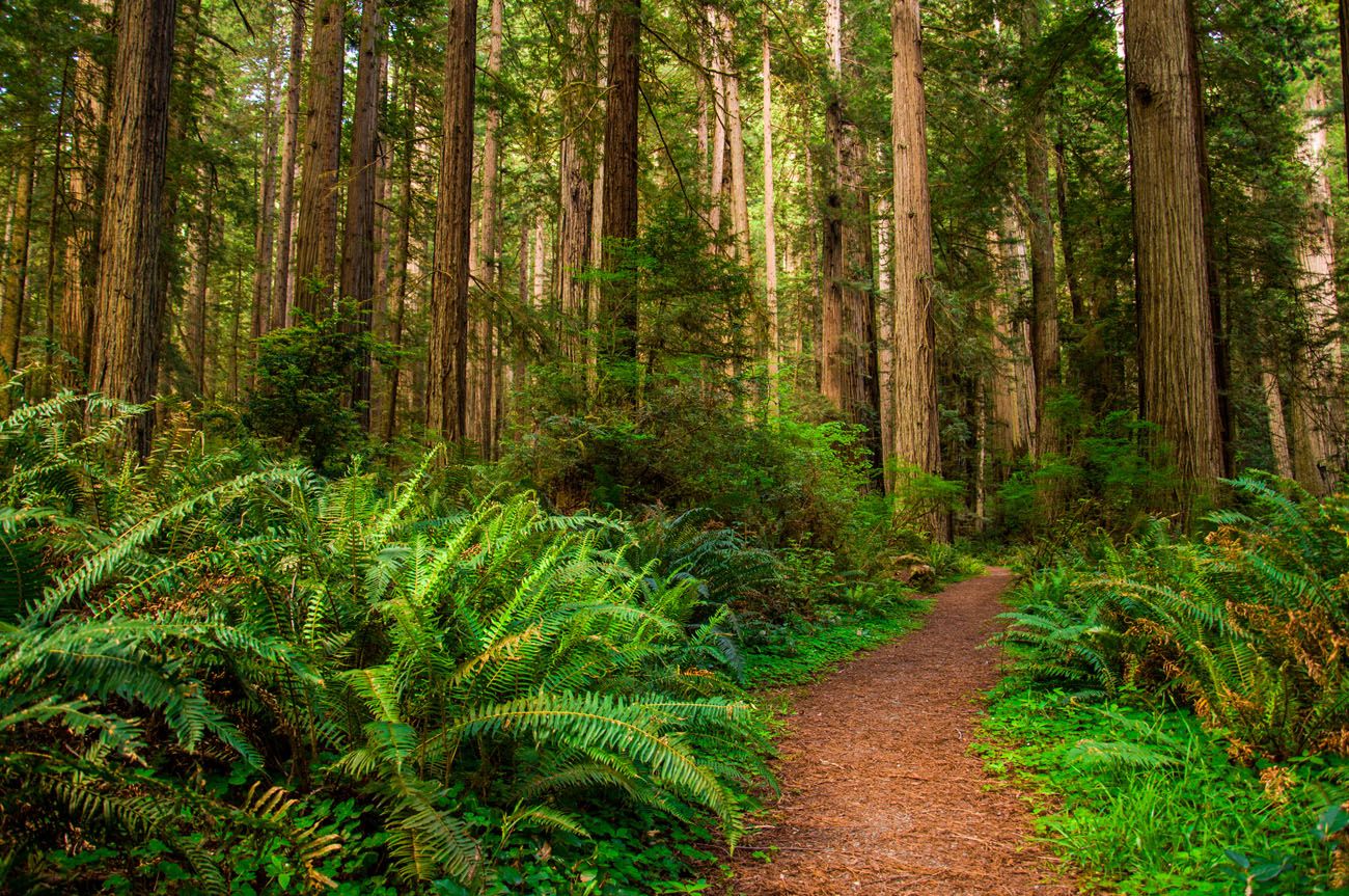 Redwood Park | Best National Parks in July